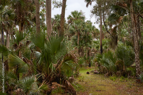 Palm hammock at Lake Woodruff National Wildlife Refuge near De Land  Florida