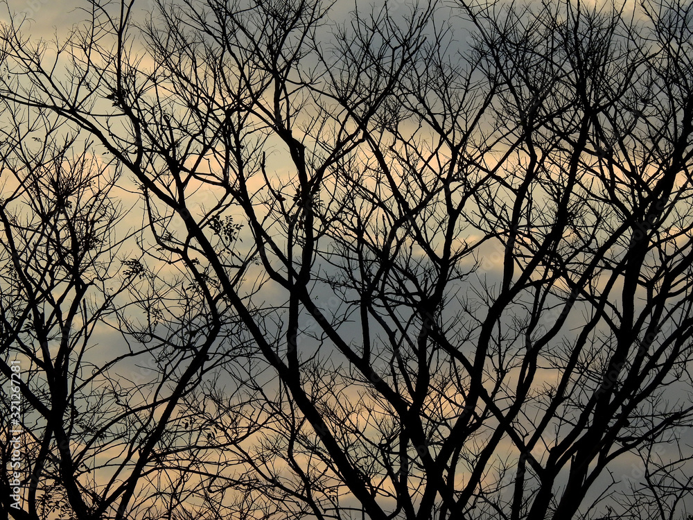 dry branch tree silhouette with sunset of sky background dry branch tree silhouette with sunset of sky background