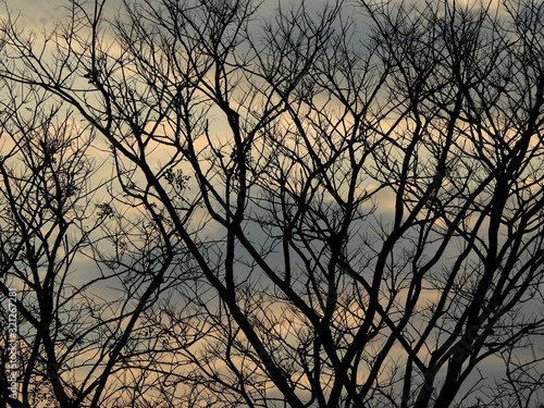 dry branch tree silhouette with sunset of sky background © srckomkrit