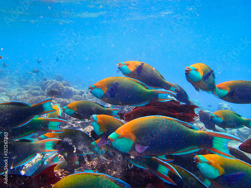 Parrotfishes (Scaridae) - Kuramathi Maldives