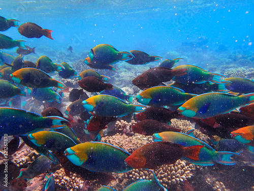 Parrotfishes  Scaridae  - Kuramathi Maldives