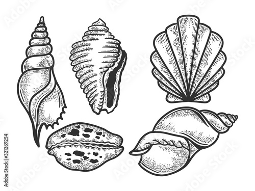Sea shell set sketch engraving vector illustration. Scratch board style imitation. Black and white hand drawn image.