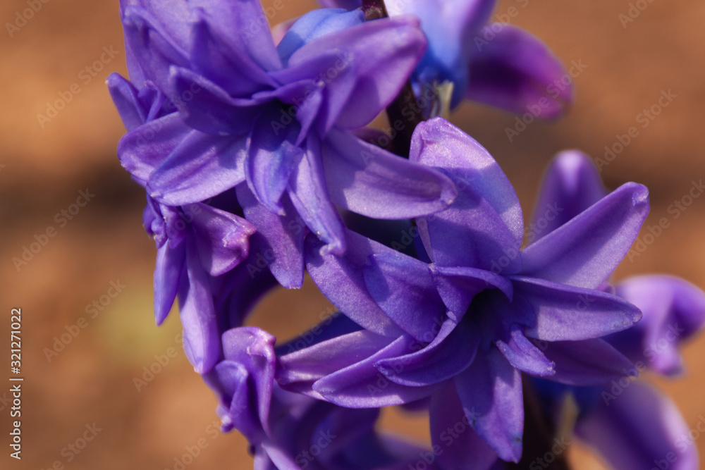purple blue lilac hyacinth inflorescence close-up on an orange bokeh background. Bright colorful spring horizontal landscape photo with copy space purple blue lilac hyacinth inflorescence close-up on an orange bokeh background. Bright colorful spring horizontal landscape photo with copy space