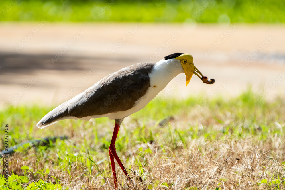 Fototapeta premium Some birds in some cities in Australia