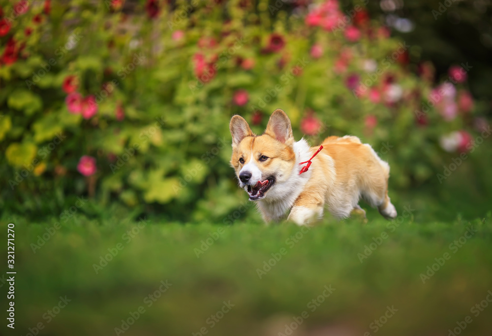 beautiful puppy dogs a red Corgi runs quickly along a green path in a summer blooming garden sticking out his tongue and throwing up his paws beautiful puppy dogs a red Corgi runs quickly along a green path in a summer blooming garden sticking out his tongue and throwing up his paws