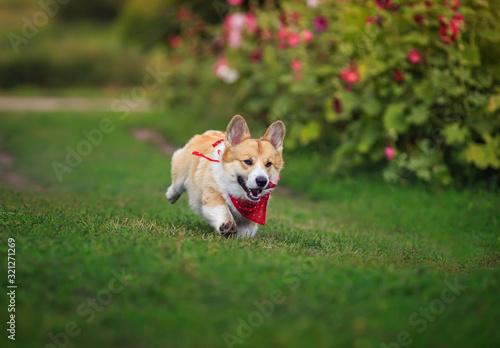 beautiful puppy dogs a red Corgi runs quickly along a green path in a summer blooming garden with his tongue hanging out