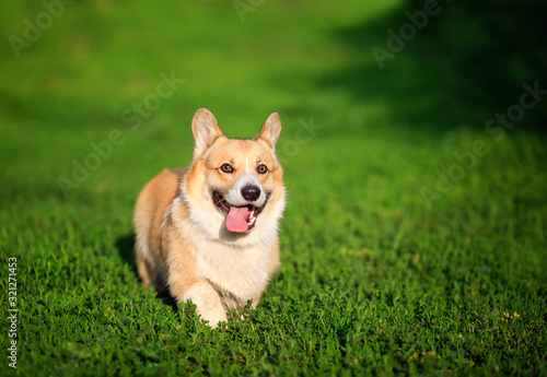 beautiful puppy dogs a red Corgi runs quickly through the green grass in a summer Sunny garden with his tongue hanging out