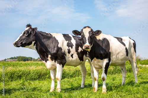 Two black and white cows, frisian holstein, standing in a pasture under a blue sky .