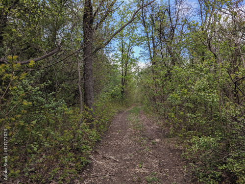 impenetrable thickets in a pine forest