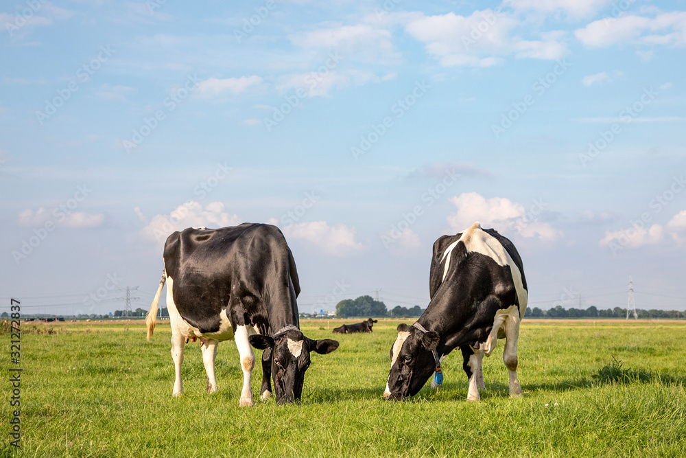 Two grazing black and white cows, their heads side by side in the grass. Two grazing black and white cows, their heads side by side in the grass.