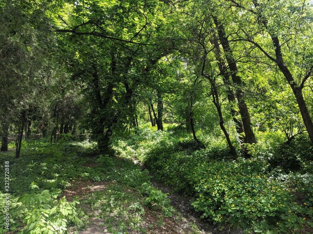 impenetrable thickets in a pine forest