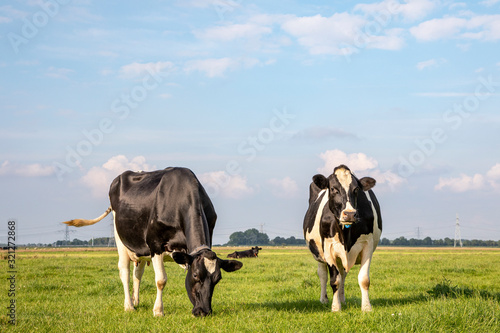 Two black and white cows, frisian holstein, standing in a pasture under a blue sky © Clara