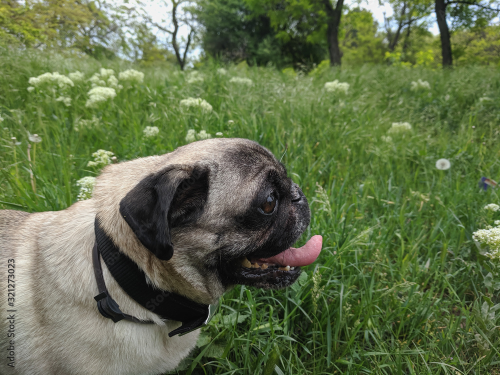 portrait of a cute pug on a walk