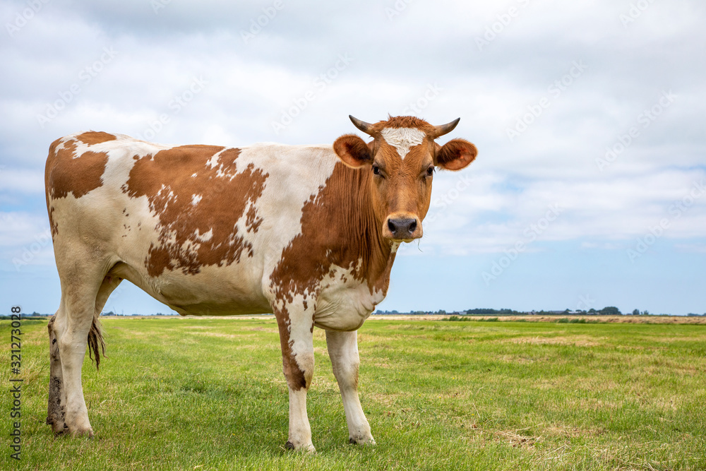 Red brown dairy cow stands upright in a pasture, fully in focus and blue sky Red brown dairy cow stands upright in a pasture, fully in focus and blue sky