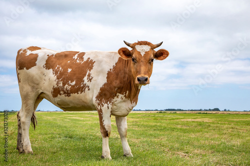 Red brown dairy cow stands upright in a pasture  fully in focus and blue sky