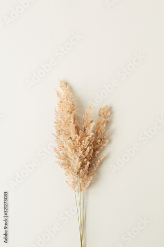 Reeds foliage branches bouquet on neutral pastel beige background. Flat lay, top view floral design. © Floral Deco