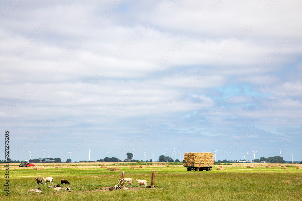 Harvested silage bales of compacted grass stacked on a trailer and some sheep in agricultural field Harvested silage bales of compacted grass stacked on a trailer and some sheep in agricultural field
