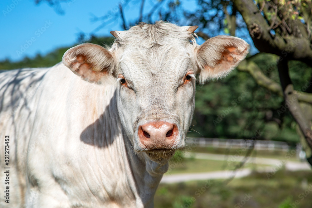 Charolais white cow, gentle look, pink nose, in front view