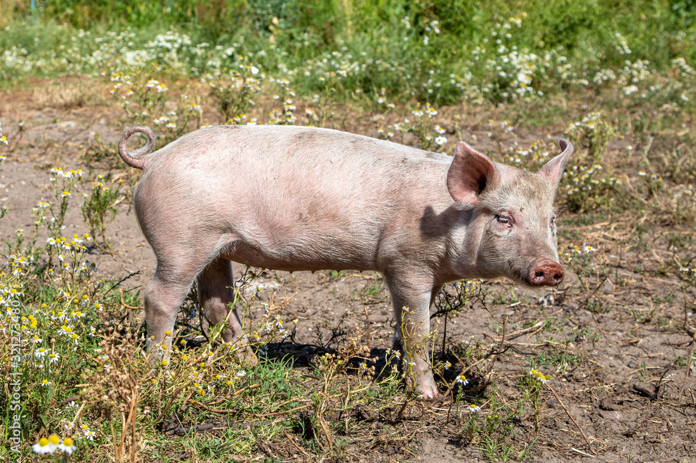 Happy swine, young piglet standing in in a meadow Happy swine, young piglet standing in in a meadow