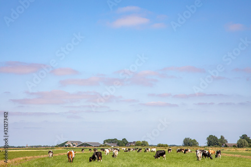 Herd of pasture cows in a wide Dutch landscape with a straight horizon peaceful and a straight horizon.