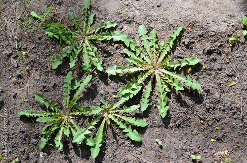 Dandelion spring sprouts growing in dry soil, no flowers, green leaves circles. Family concept. Top view