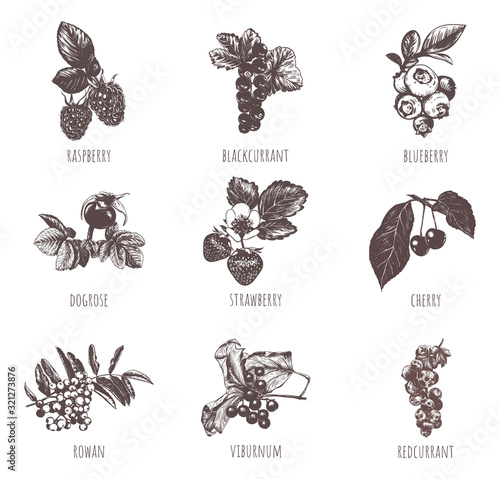 Berries sketch hand drawing. Set berries. 