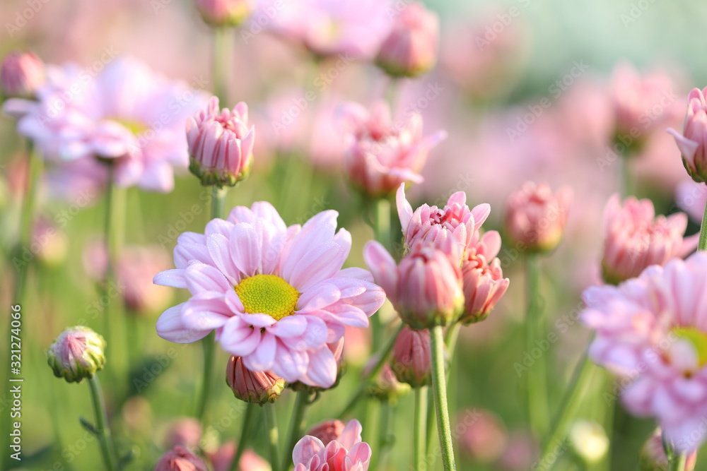 Pink Chrysanthemum flower under morning sunlight Pink Chrysanthemum flower under morning sunlight