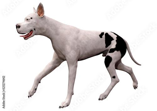 3D Rendering Grat Dane Dog on White