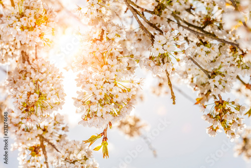 Kirschbaumblüten im Gegenlicht mit Sonnenstrahlen