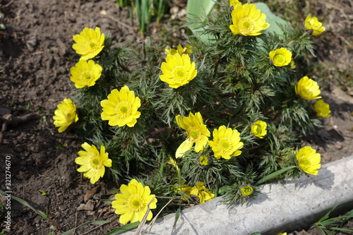 Bright yellow flowers of Adonis vernalis in March photo