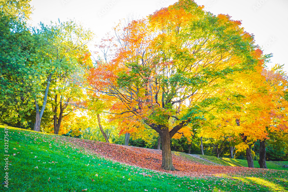 Naklejka premium Mont Royal in Autumn, Montreal, Canada