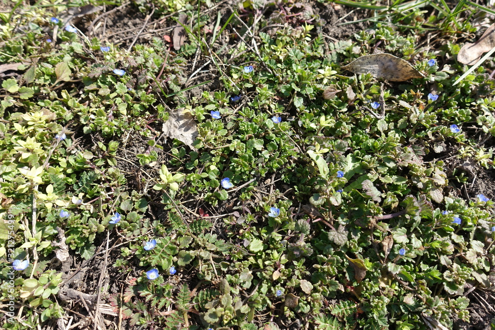 Simple blue flowers of Veronica polita in March Simple blue flowers of Veronica polita in March