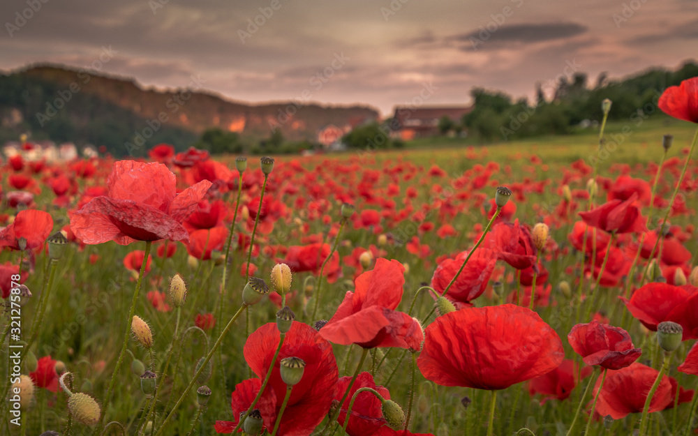 Fototapeta premium Mohnfeld in voller Blüte