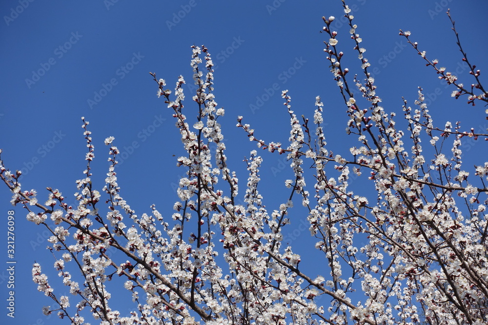 Background - branches of blossoming apricot tree against blue sky in April Background - branches of blossoming apricot tree against blue sky in April