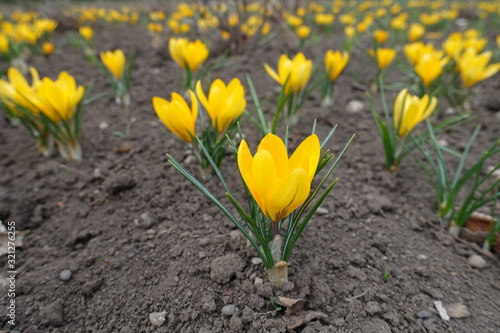 Abundant amber yellow flowers of crocuses in March