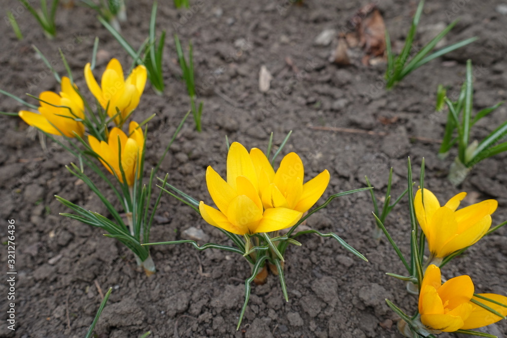 Blossoming amber yellow crocuses in early spring Blossoming amber yellow crocuses in early spring