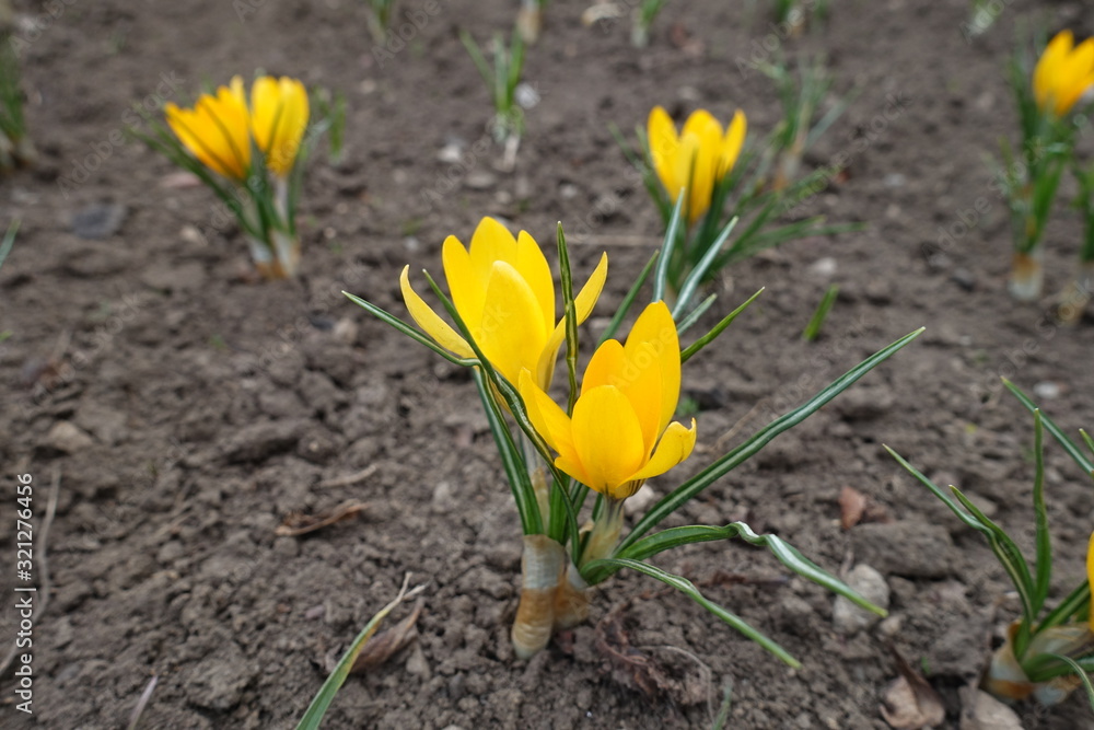 Bright yellow flowers of crocuses in March Bright yellow flowers of crocuses in March