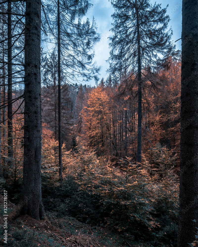Fototapeta premium Wanderung in Hrensko zum Edmundsklamm und Prebischtour