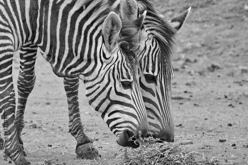 Hartmanns Bergzebras sw