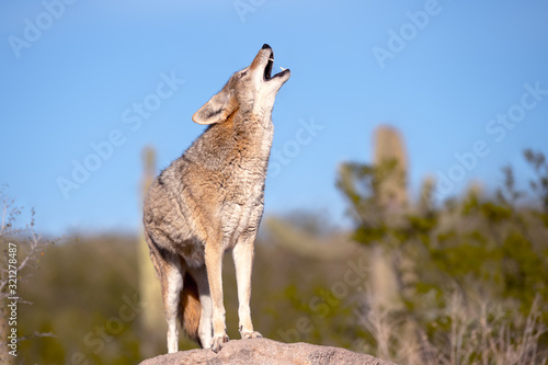 Принти на полотні Howling Coyote