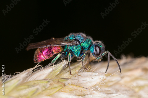 Chrysis ignita, also known as the ruby-tailed wasp, is a species of cuckoo wasps. ruby-tailed wasp (Chrysis ignita).  photo