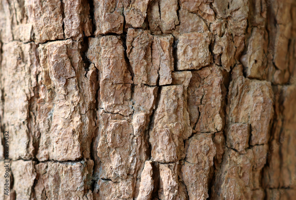 close up focus on middle of old bark close up focus on middle of old bark