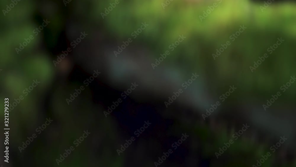 Amager fælled Moss & mushrooms on tree & roots in the forest Mushrooms & moss on tree 4k explainer video background with copy space for text or image Amager fælled Moss & mushrooms on tree & roots in the forest Mushrooms & moss on tree 4k explainer video background with copy space for text or image