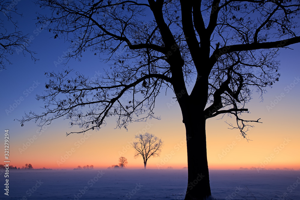 Landscape of bare winter trees at dawn in a foggy, rural landscape, Michigan, USA