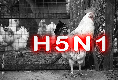 Epidemic disease of chicken flu h5n1. Chinese pandemic danger. Animals virus to people. Cock near the cage. photo