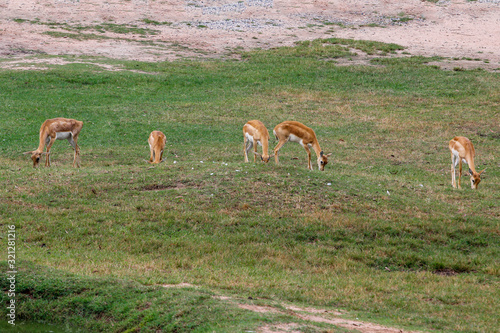 The Group springbok eatting grass in the sawanna garden © pumppump