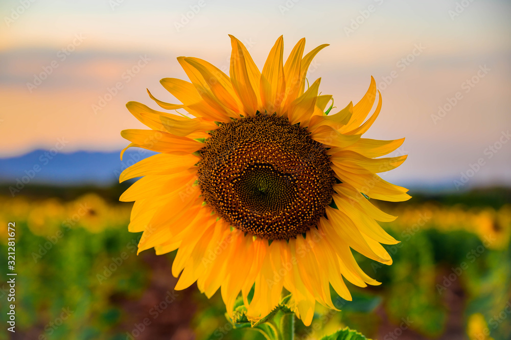 Close-up of sunflower in the morning