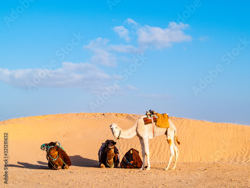 Dunes in the desert of Douz, Tunisia, camel driver man rests near his camels