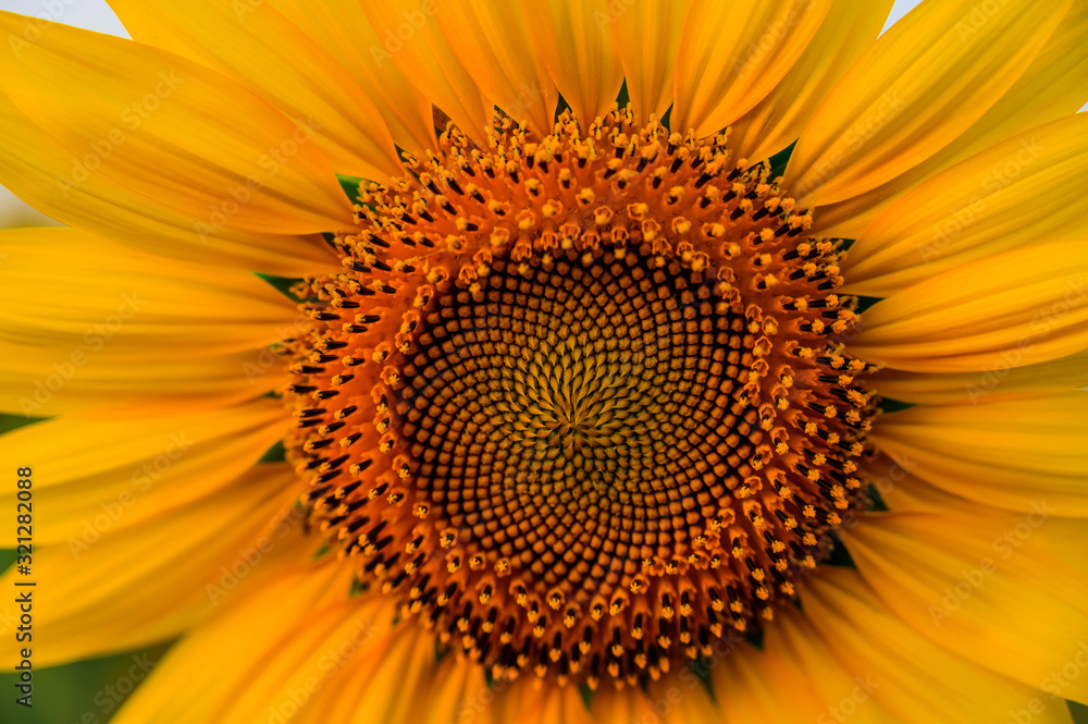 Close-up of sunflower in the morning Close-up of sunflower in the morning