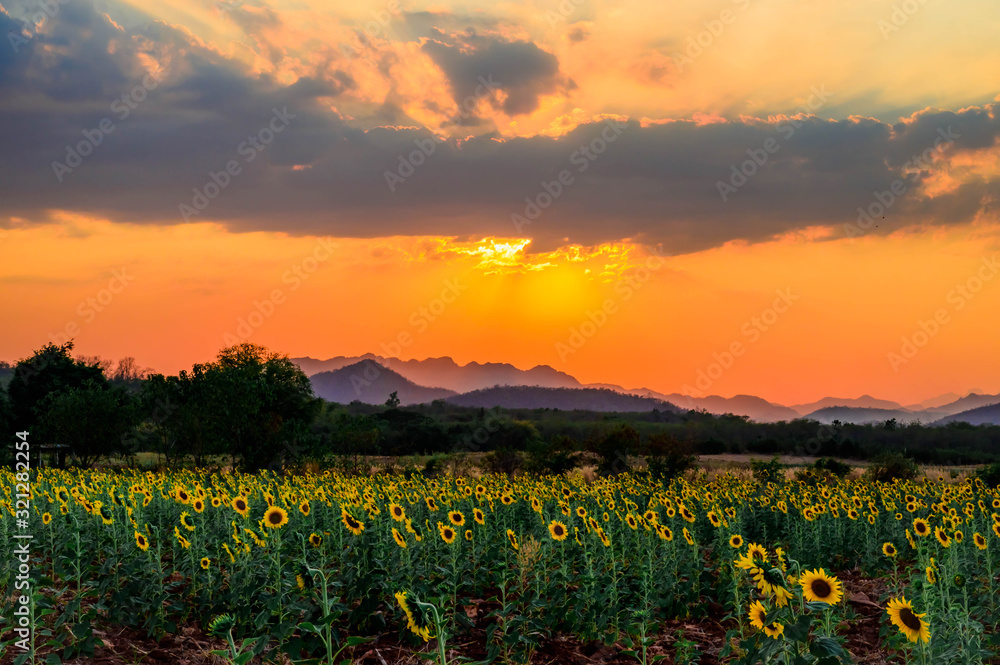 Fototapeta premium Landscape of sunflower field in the evening,The sunset in the sunflower field